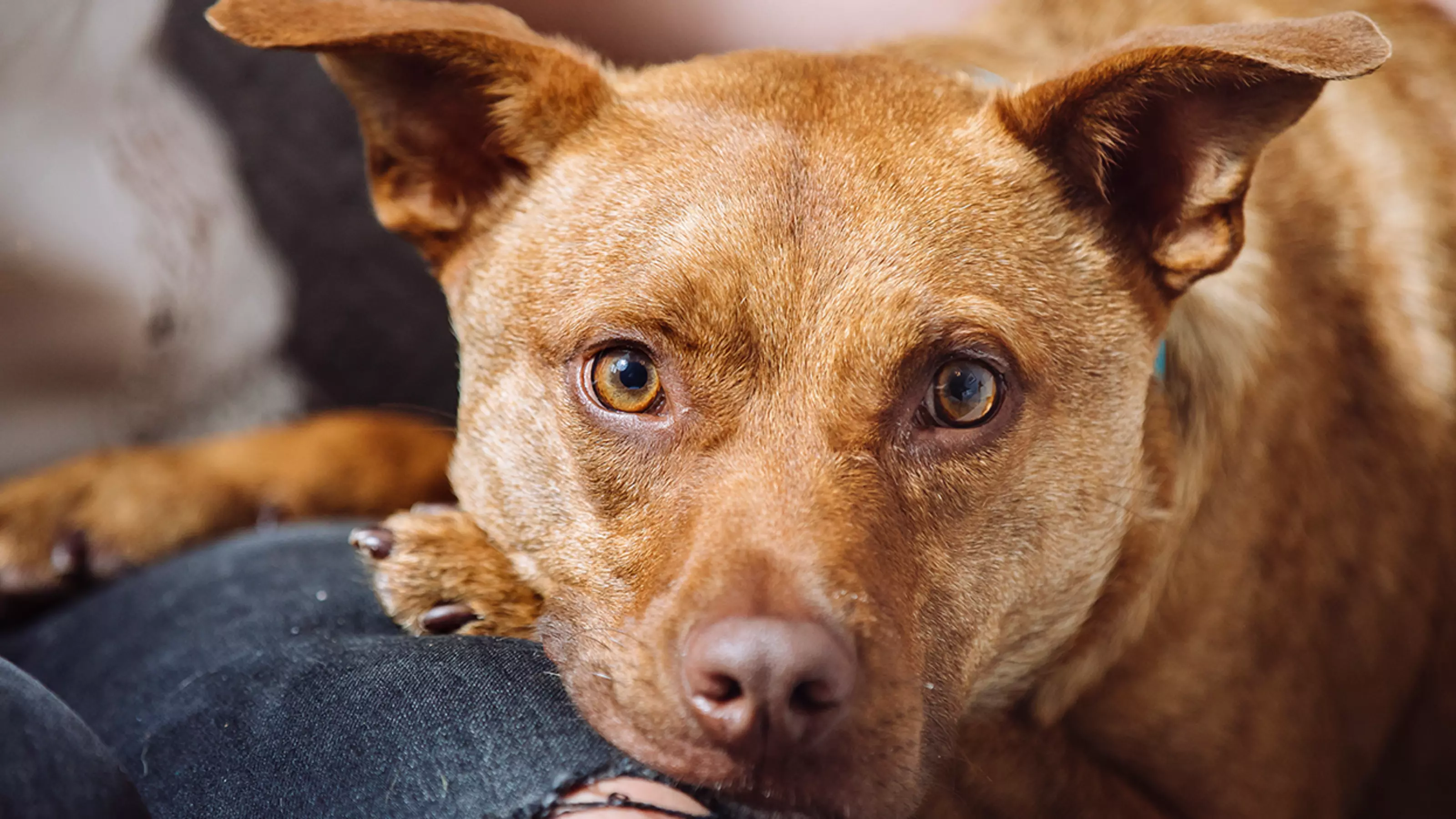 Poisonous Foods for Dogs Blue Cross